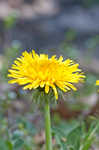 Common dandelion